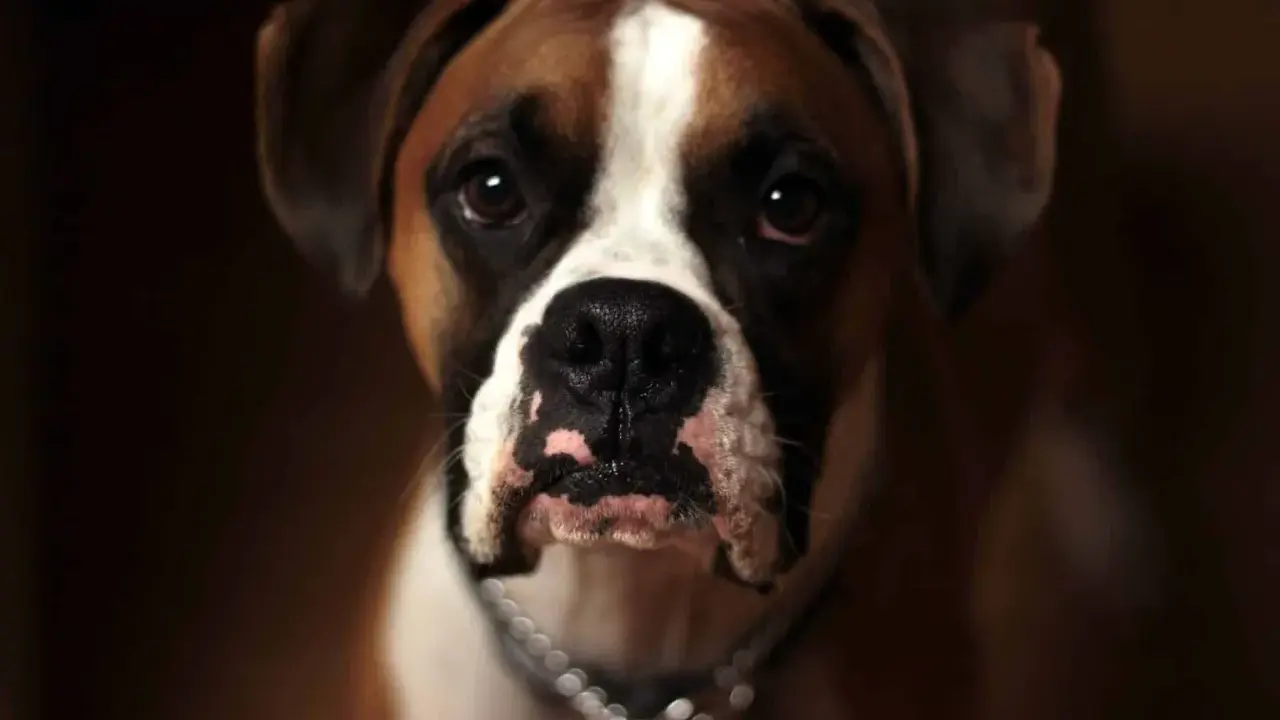 Un magnifique boxer chien au regard intense, avec une liste blanche sur le front et un collier argenté.