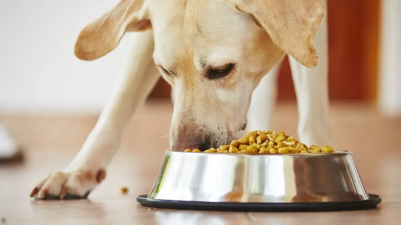 Un labrador mange avec appétit dans sa gamelle. Un vrai **royal canin avis** positif pour ce chien gourmand.