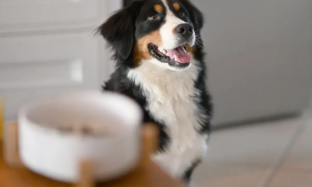 Berger de Berne impatient devant sa gamelle, signe d'une meilleure alimentation chien.