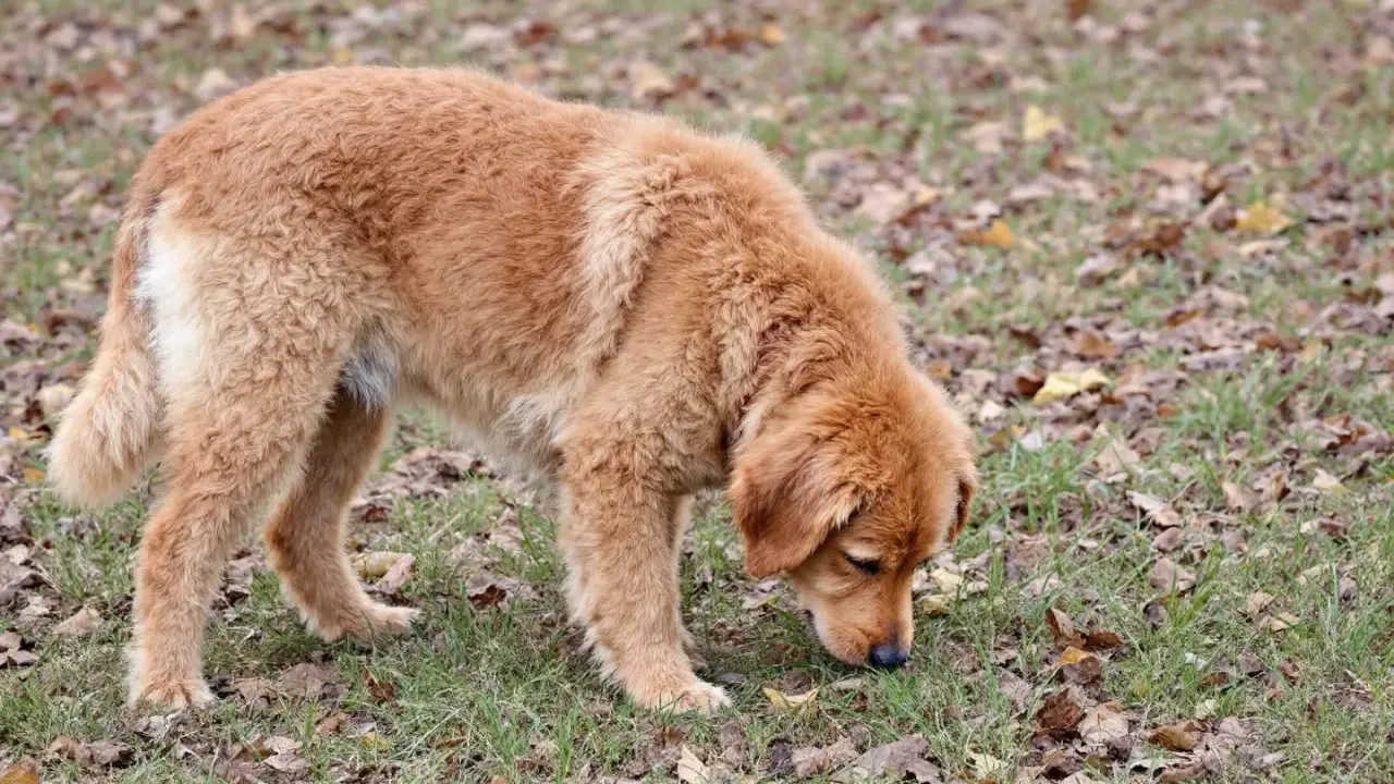Un golden retriever brun renifle l'herbe et les feuilles mortes, peut-être pour comprendre pourquoi mon chien mange de l'herbe.