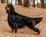 Un magnifique setter Gordon, au pelage noir et feu, se tient fièrement sur un tapis de feuilles d'automne.
