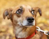 Un petit chien brun, au regard inquiet, porte un collier rouge. Il semble appréhender la rencontre avec d'autres chiens.