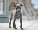 Un adorable chiot lévrier italien, tout gris, regarde curieusement la caméra.