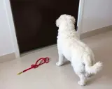 Mon chien ne veut plus rentrer dans la maison. Il regarde la porte, sa laisse rouge abandonnée sur le sol.