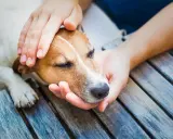 Douces mains caressant la tête d'un chien endormi, peut-être pour comprendre pourquoi mon chien tremble sans raison.