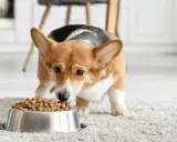 Petit corgi curieux découvre sa nouvelle transition croquette chien. Il renifle avec intérêt sa gamelle remplie.