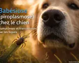 Gros plan sur le museau d'un chien, avec une tique sur une feuille. Le texte indique "Babésiose (piroplasmose) chez le chien : symptômes et transmission par les tiques".
