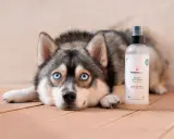 Un chien au regard bleu intense repose à côté d'un spray répulsif naturel. Ce produit est une huile essentielle contre les tiques, puces et moustiques pour chien.
