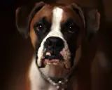 Un magnifique boxer chien au regard intense, avec une liste blanche sur le front et un collier argenté.