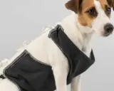 Un adorable Jack Russell porte une tenue noire, peut-être pour l'aider avec son alimentation chien stérilisé.