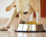 Un labrador mange avec appétit dans sa gamelle. Un vrai **royal canin avis** positif pour ce chien gourmand.