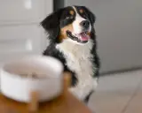 Berger de Berne impatient devant sa gamelle, signe d'une meilleure alimentation chien.