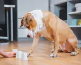 Un chien brun et blanc joue à un jeu d'intelligence fait maison, cherchant une friandise cachée sous l'un des gobelets.