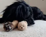 Un chien noir se repose sur un tapis, blotti contre ses jouets. Il semble réfléchir à en combien de temps un chien s'attache à son maître.