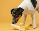 Un chien curieux renifle une banane sur fond jaune.