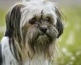 Un Lhassa Apso au poil court, au regard doux, se promène dans un champ verdoyant.