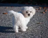 Un adorable bichon maltais, dont le pelage blanc immaculé peut nécessiter un entretien constant, pose sur un chemin caillouteux.