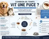Les puces adultes vivent plusieurs mois sur un hôte. Le cycle complet, de l'œuf à l'adulte, prend environ 3 semaines en conditions favorables.