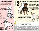 Les chiens dits "d'attaque" et "de garde" : Pitbull, Boerbull, Rottweiler, Tosa. Ce top 10 chien dangereux illustre des morphologies.