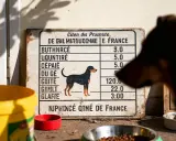 Un chien observe un tableau indiquant les quantités pour une alimentation maison pour un chien en insuffisance rénale.