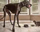 Un Dogue Allemand noir géant, peut-être le chien le plus grand du monde, lèche sa gueule à côté d'un chat gris.