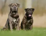 Deux chiens de garde au regard intense, l'un gris, l'autre bringé, assis dans l'herbe.