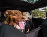 Deux chiens, dont un chien stressé en voiture, regardent par la fenêtre. Le chien marron a la langue pendante.