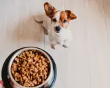 Un adorable Jack Russell attend patiemment son repas maison pour chien, la quantité semble parfaite pour lui.