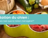Préparation de nourriture pour chien maison : viande crue, carottes, courgettes et œufs. Une alimentation saine pour votre compagnon.