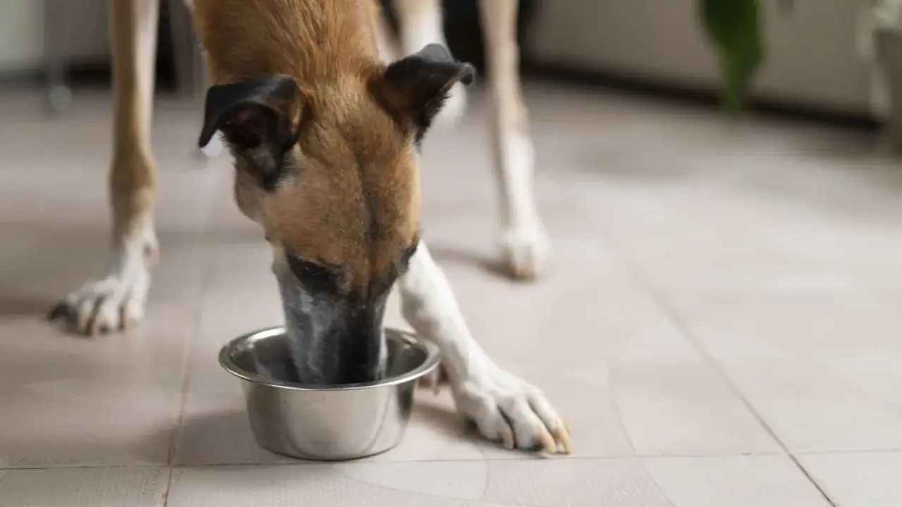 Un chien mange dans sa gamelle. La question