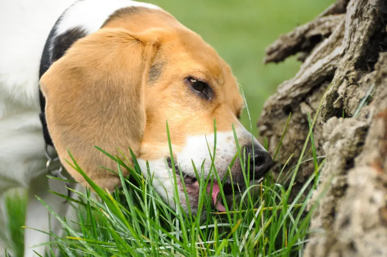 Un chien beagle mange de l'herbe, peut-être pour comprendre pourquoi mon chien mange de l'herbe. Il est près d'un tronc d'arbre.