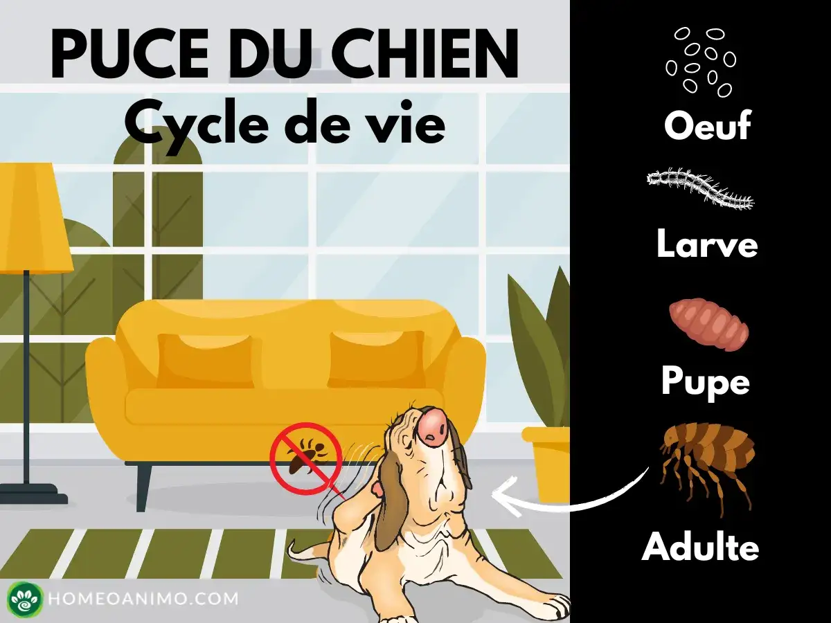 Illustration du cycle de vie des puces chez le chien. Comprendre comment enlever les puces d'un chien rapidement passe par la connaissance de leurs stades : œuf, larve, pupe, adulte.