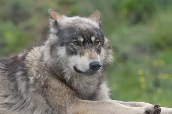 Un magnifique chien croisé loup, au pelage gris et blanc, repose paisiblement dans un pré verdoyant.