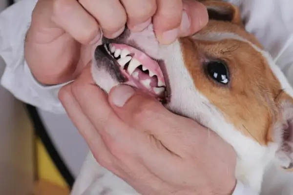Examen de la bouche d'un chien, montrant une gencive chien normal, rose et saine, avec des dents blanches et bien alignées.