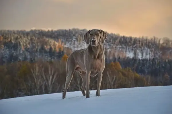 Chien Weimaraner dans la neige, le museau légèrement couvert de givre, rappelant le syndrome queue de cheval chien par sa posture fière.