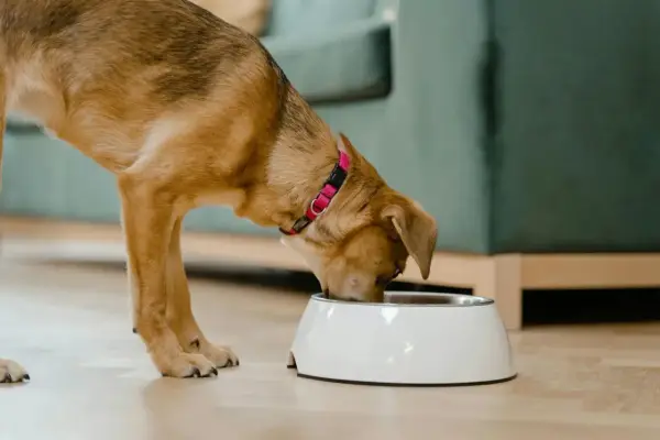 Un chien mange dans sa gamelle. Il apprécie son repas, peut-être enrichi de legume pour chien.
