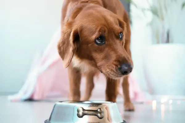 Chien brun regardant une gamelle vide, pensant aux aliments interdits pour insuffisance rénale chien.
