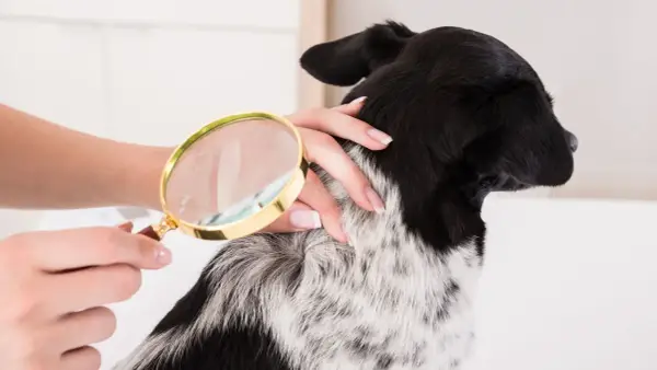 Main d'une personne examinant le pelage d'un chien avec une loupe, à la recherche de poux broyeur chien.