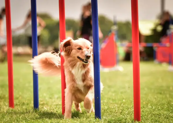 Chien roux plein d'agilité navigue entre des poteaux rouges et bleus lors d'une compétition d'agility.
