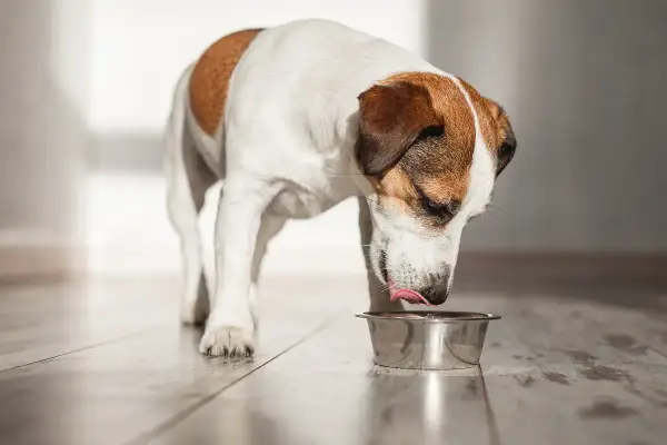 Un chien Jack Russell lèche sa gamelle. L'huile de saumon pour chien, combien de fois par semaine pour une meilleure santé ?