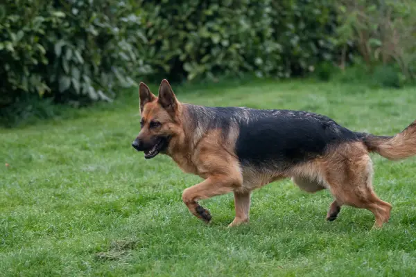Berger allemand en pleine course sur l'herbe, signe d'une bonne alimentation et d'une santé de fer.