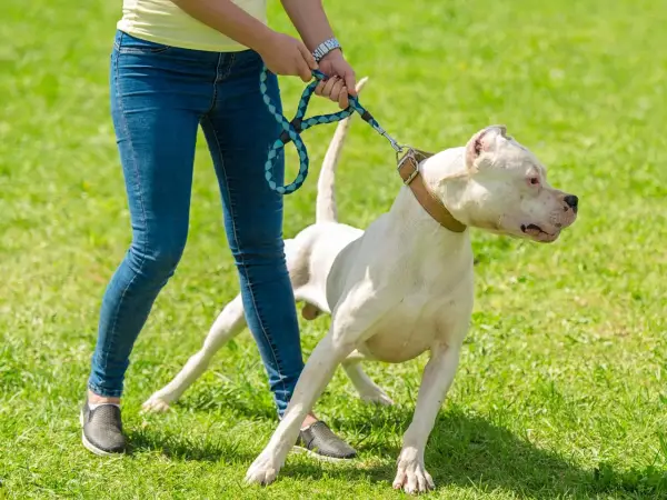 Un chien blanc sur une laisse, visiblement effrayé, se tient sur l'herbe. Mon chien a peur de tout dans la rue, il est si anxieux.