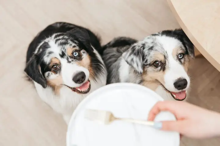 Deux bergers australiens aux yeux magnifiques attendent avec impatience leur nourriture.