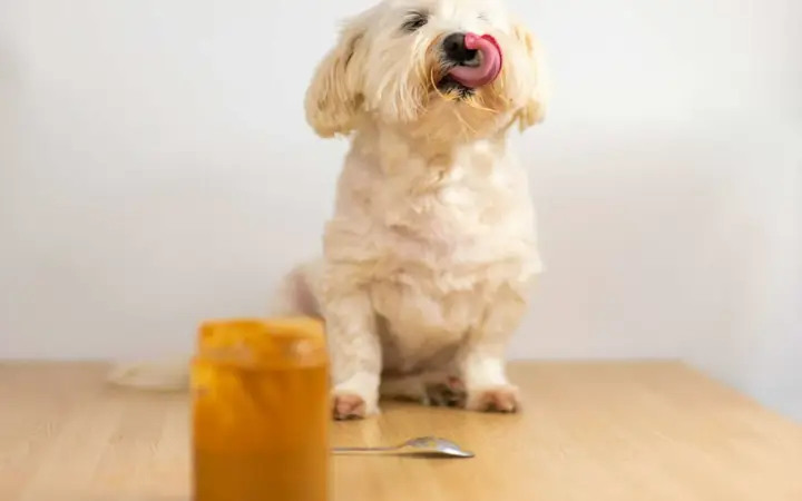 Un adorable chien blanc lèche sa langue, savourant une délicieuse cacahuète. Un pot de beurre de cacahuète est visible.