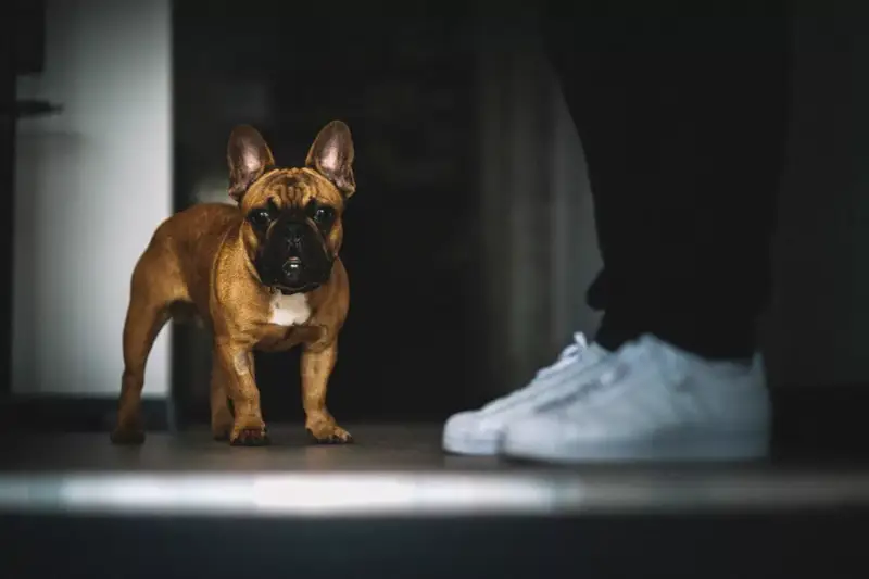 Un bouledogue français brun regarde attentivement une paire de baskets blanches. Il semble que mon chien me suit partout, même quand je me prépare à sortir.