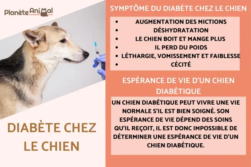 Un chien regarde une seringue, les symptômes du diabète canin incluent la soif accrue et la perte de poids.